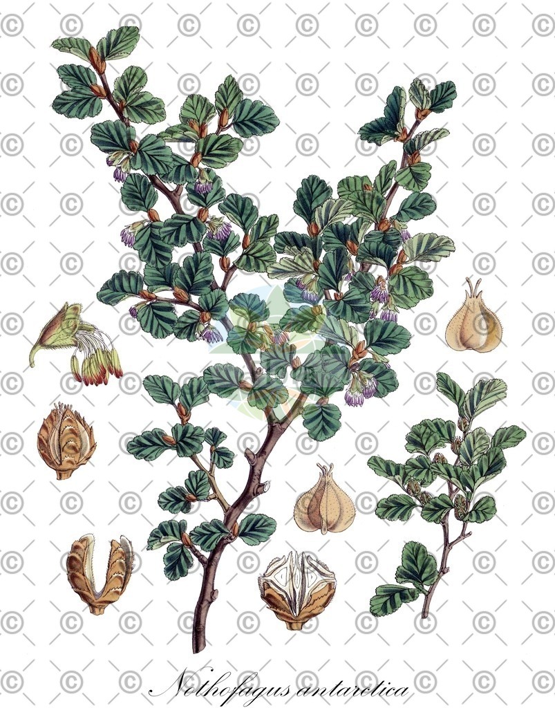 HistAbb_wfo-0000913528_1_ENZY_Simple | Historische Abbildung von Nothofagus antarctica - Nothofagaceae | Historical Illustration of Nothofagus antarctica - Nothofagaceae