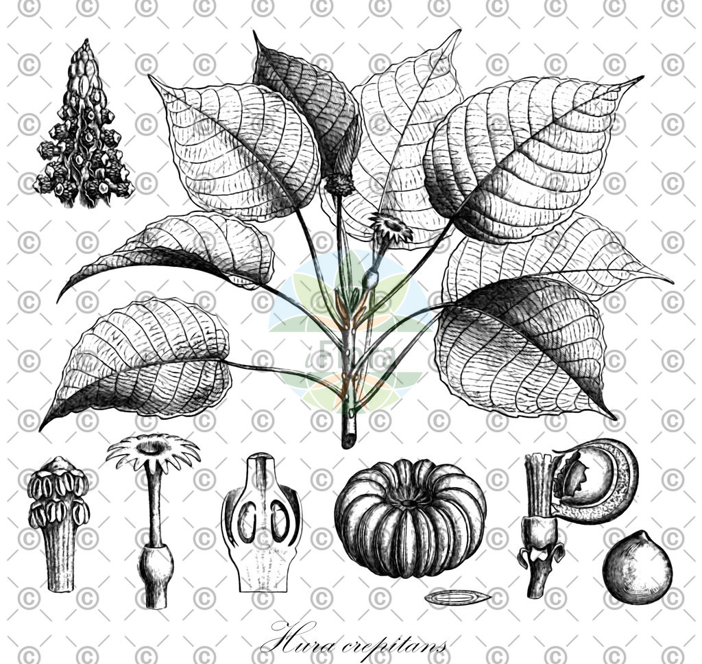 HistAbb_EMP_68293_SRC_Reichenbach_12_SIMPLE | Historische Abbildung von Hura crepitans - Euphorbiaceae | Historical Illustration of Hura crepitans - Euphorbiaceae