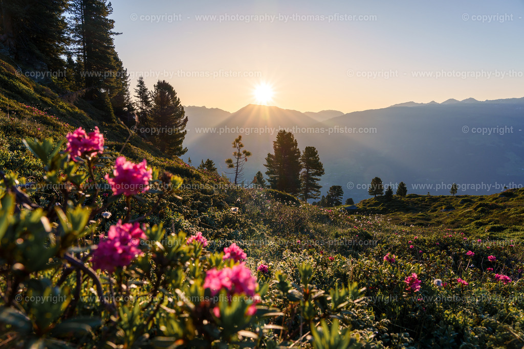 Almrosenblühte Zillertaler Höhenstrasse copyright  Thomas Pfister-2 | PHOTOGRAPHY BY THOMAS PFISTER