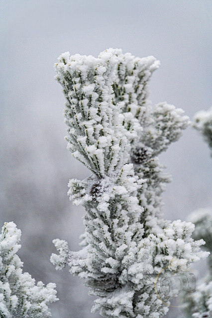 _DSC2015 | Shop für Prints Landschaftsfotografie Sächsische Schweiz Naturfotografie in Thüringen Fotos vom Findlingspark Nochten Kloster Sankt Marienstern Bilder Festung Königstein PanoramaRhododendronpark Kromlau FotogalerSchleswig-Holstein Küstenlandschaften