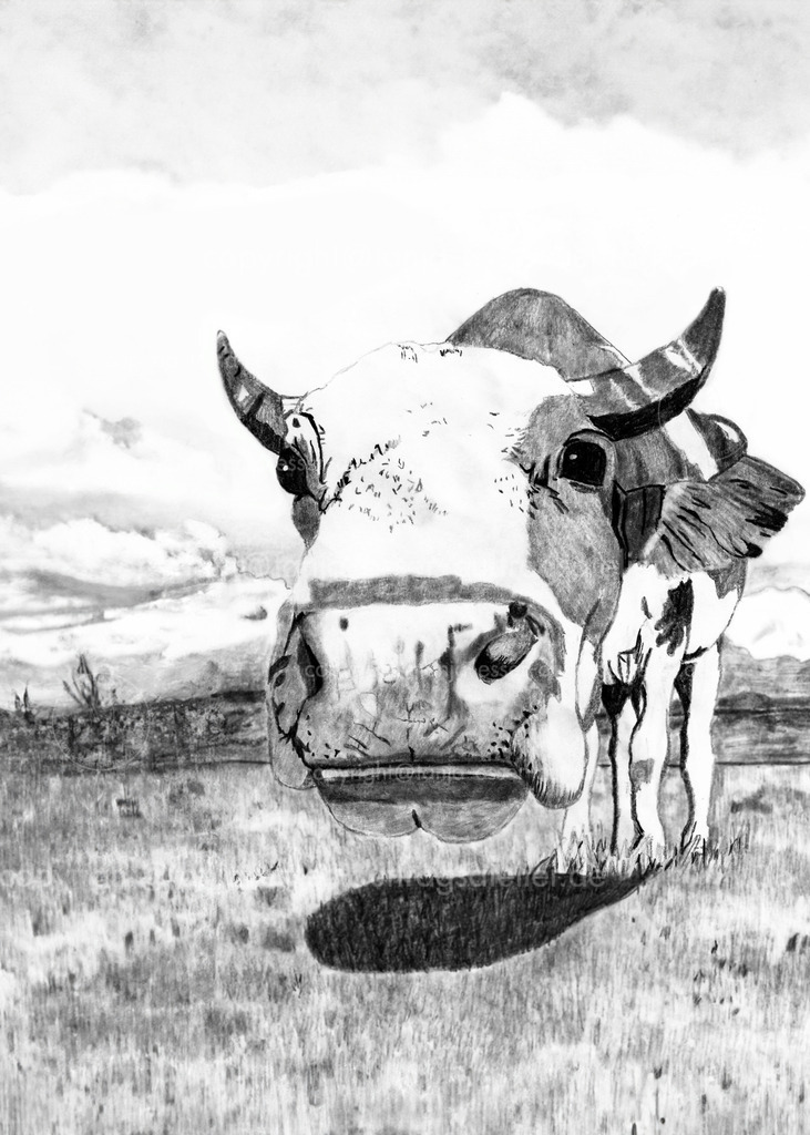 Kuh Bleistiftzeichnung | Eine gefleckte Kuh in Weitwinkelperspektive auf einer Wiese. Bleistiftzeichnung auf weißem Papier.