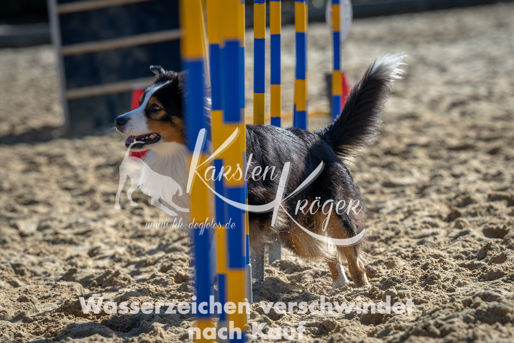 1129_ZZ91256 | kk-dogfotos