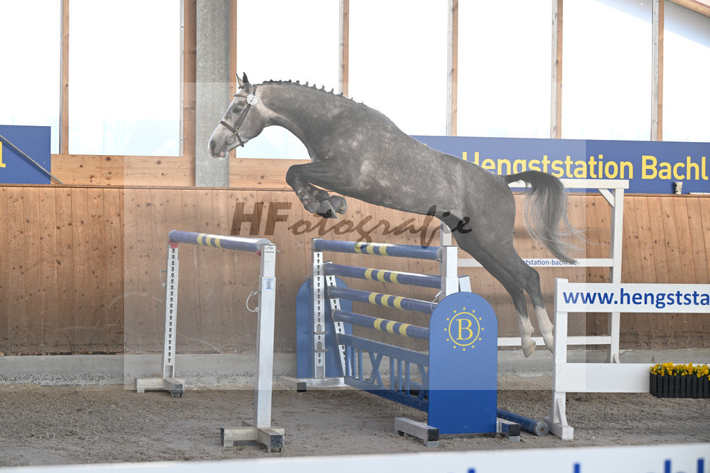 Kat-Nr. 5 Ziroccos Blanc v. Zirocco Blue_Engelbrecht_14262077 | hf-fotografie - Realisiert mit Pictrs.com
