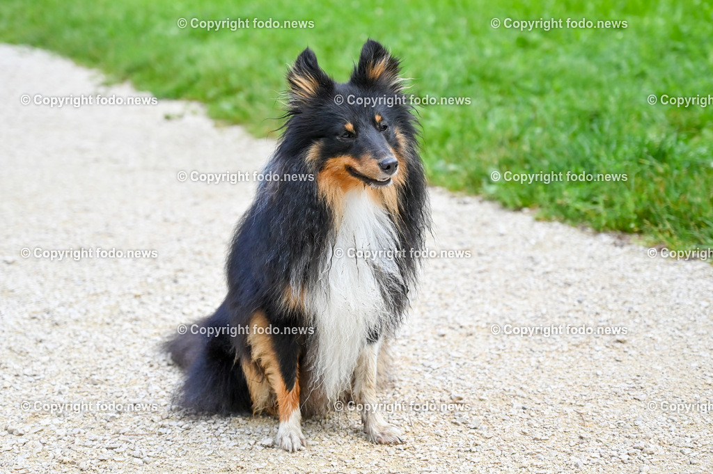 Hund_ Hunde_ Arrigo-2 | bilder, linz, oberösterreich, österreich, europa, photo, foto, tiere, hunde, landwirtschaft, landschaft, politik, wirtschaft, wissenschaft, industrie, verkehr, medizin, society, fodo.news