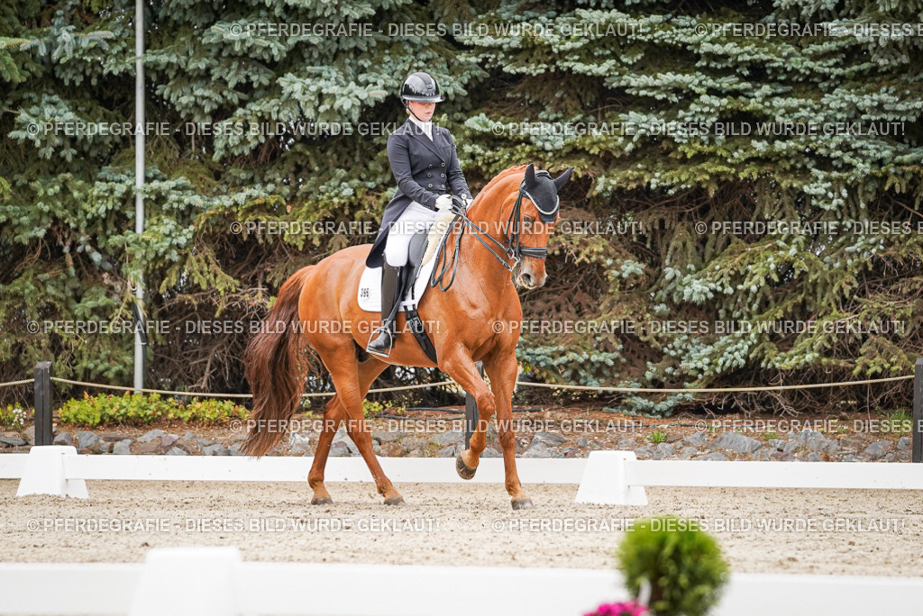 DSC05282 | Pferdegrafie