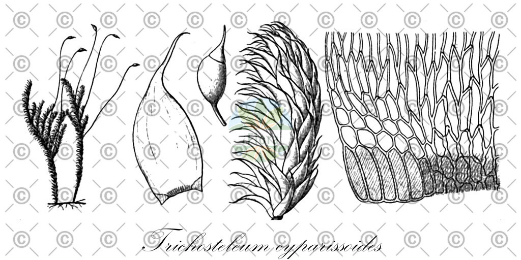 HistAbb_wfo-0000456304_1_ENZY_Simple | Historische Abbildung von Trichosteleum cyparissoides - Sematophyllaceae | Historical Illustration of Trichosteleum cyparissoides - Sematophyllaceae