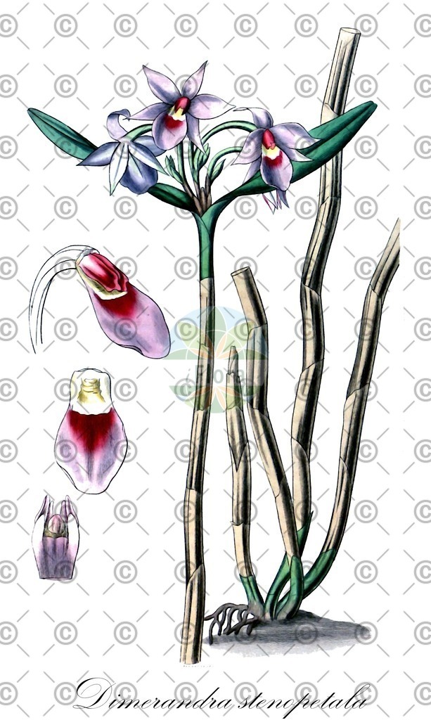 HistAbb_wfo-0000388683_1_ENZY_Simple | Historische Abbildung von Dimerandra stenopetala - Orchidaceae | Historical Illustration of Dimerandra stenopetala - Orchidaceae