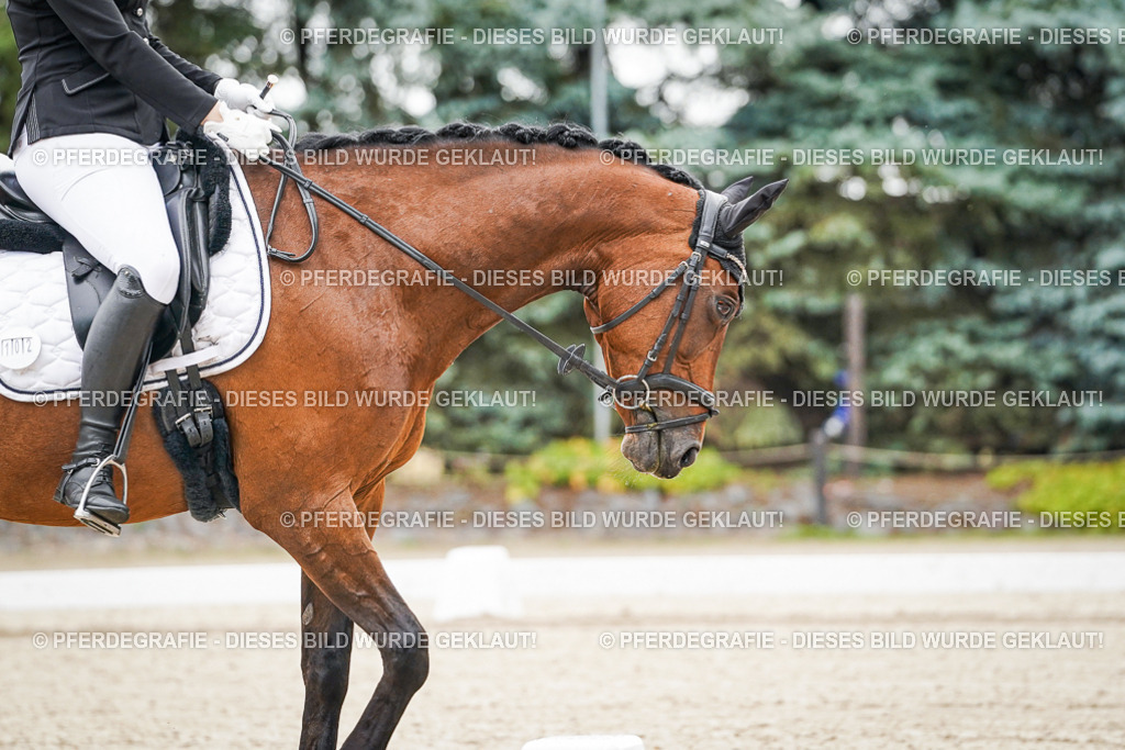 DSC01068 | Pferdegrafie