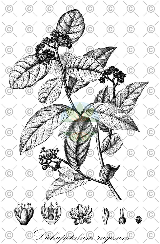 HistAbb_wfo-0001158324_1_ENZY_Simple | Historische Abbildung von Dichapetalum rugosum - Dichapetalaceae | Historical Illustration of Dichapetalum rugosum - Dichapetalaceae