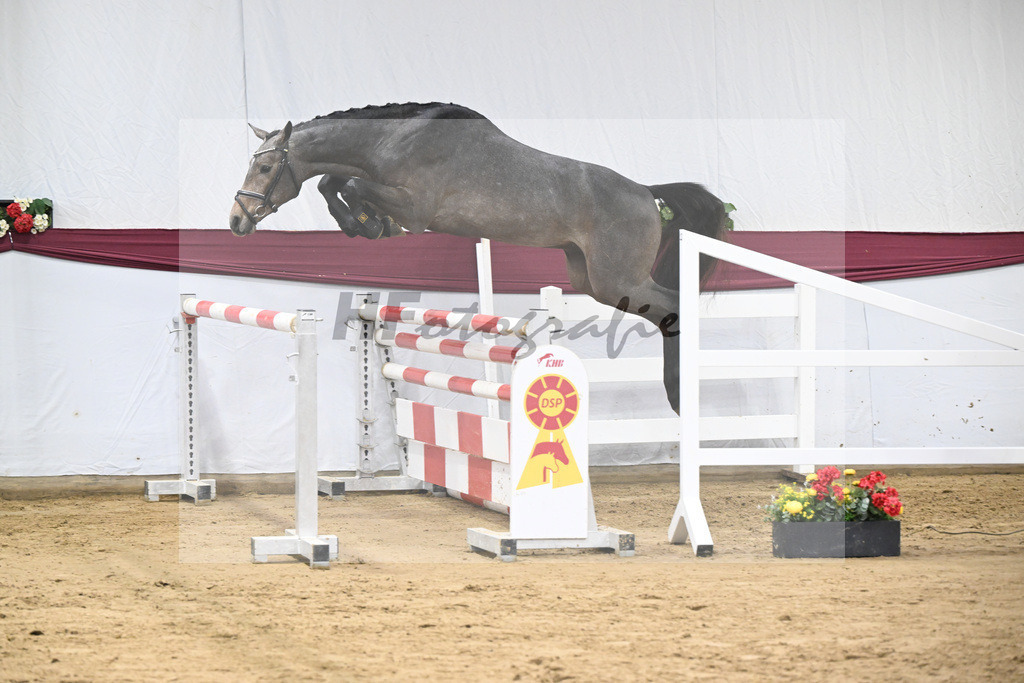 Kat-Nr. 4 Charthago Blue x Acorado_ECS Livestock BV_47253227 | hf-fotografie - Realisiert mit Pictrs.com