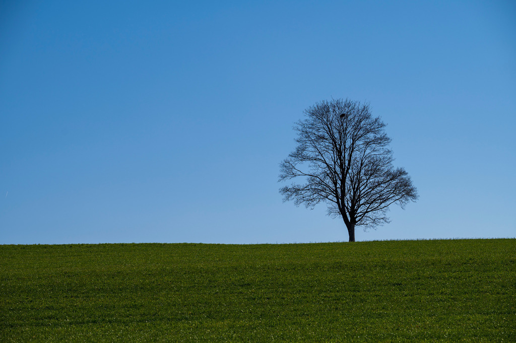 Mystische Bäume | Die Mystik der Bäume unterscheidet sich je nach Jahreszeit  - Realisiert mit Pictrs.com