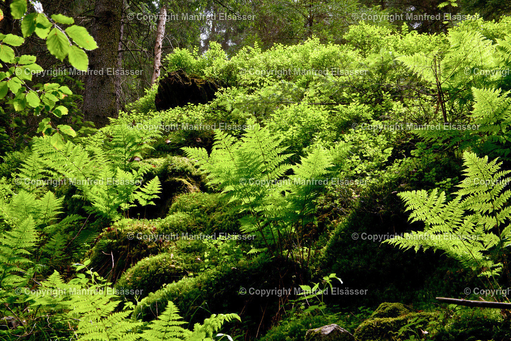 Waldfarn im Gegenlicht WB-012 | Wald, Ruhe, Erholung, Abschalten, relaxen, Augenoasen, Kraft tanken, Waldbaden, Stress reduzieren, Bäume, Kirschblüten, Frühlingswald, Sonne im Wald, Licht im Wald, Herbstwald, Waldwege, Gebirgswald, Wasser im Wald, Felsen im Wald, - Realisiert mit Pictrs.com