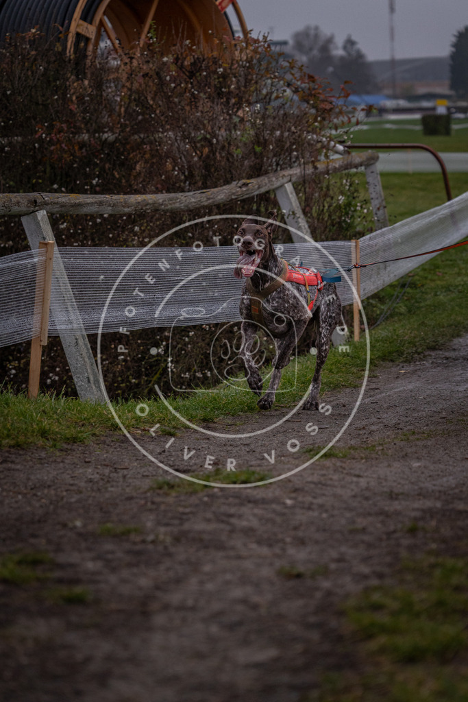 CaniXpix_0L8A0488 | Hundefotografie, Tierfotograf, Pfotenfotografie, Fotoshooting Hund, Hunde Portrait, Hundesport, Hundeportraits, Heideshooting, Hunde, Sportfotograf, Hundefotograf, Turnierhundsport, THS,  - Realisiert mit Pictrs.com