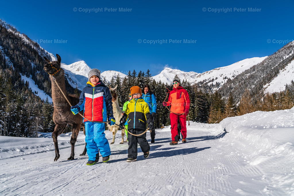 Lama_Wanderung_Winter_Familie_Stocker-16 | piet_flosse