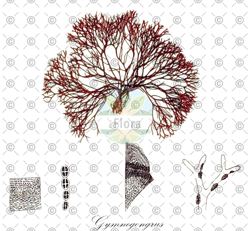 HistAbb_wfo-1000009623_1_ENZY_Simple | Historische Abbildung von Gymnogongrus - Phyllophoraceae (0) | Historical Illustration of Gymnogongrus - Phyllophoraceae (0)