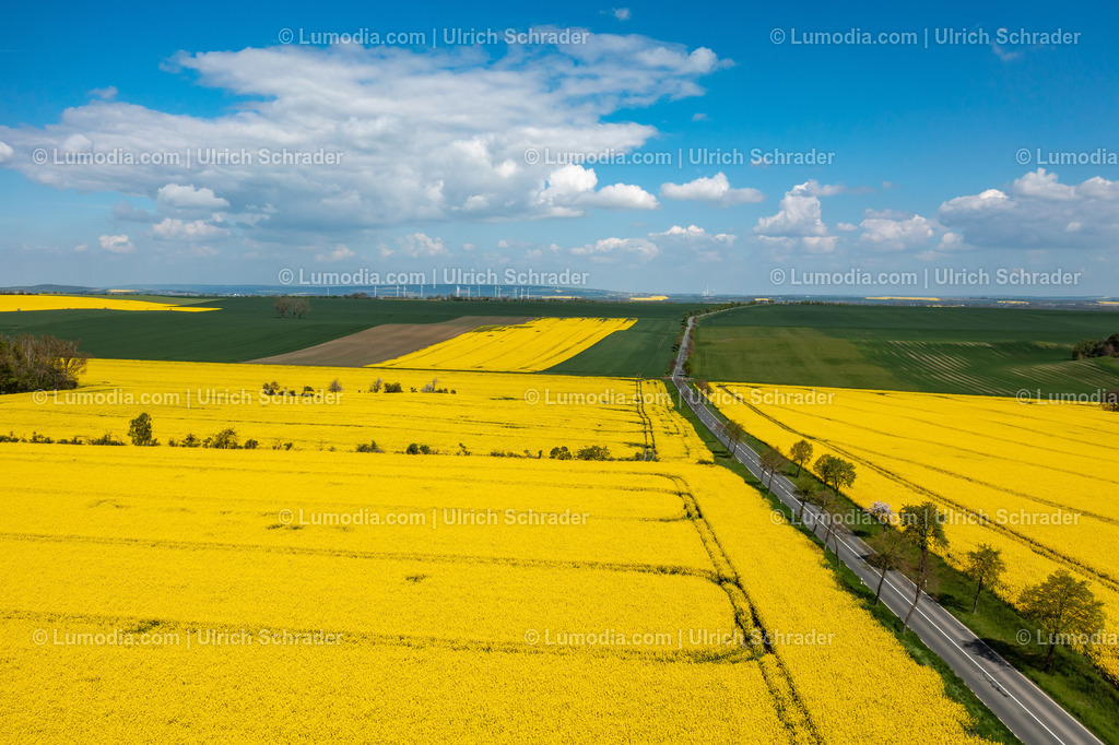 10049-51928 - Blühende Rapsfelder | Stockfoto und Bilderpool mit Bildmaterial aus Deutschland, dem Harz, Halberstadt, Quedlinburg, Wernigerode und weltweit. Qualitativ hochwertige und professionelle Fotos anschauen und kaufen. - Realisiert mit Pictrs.com