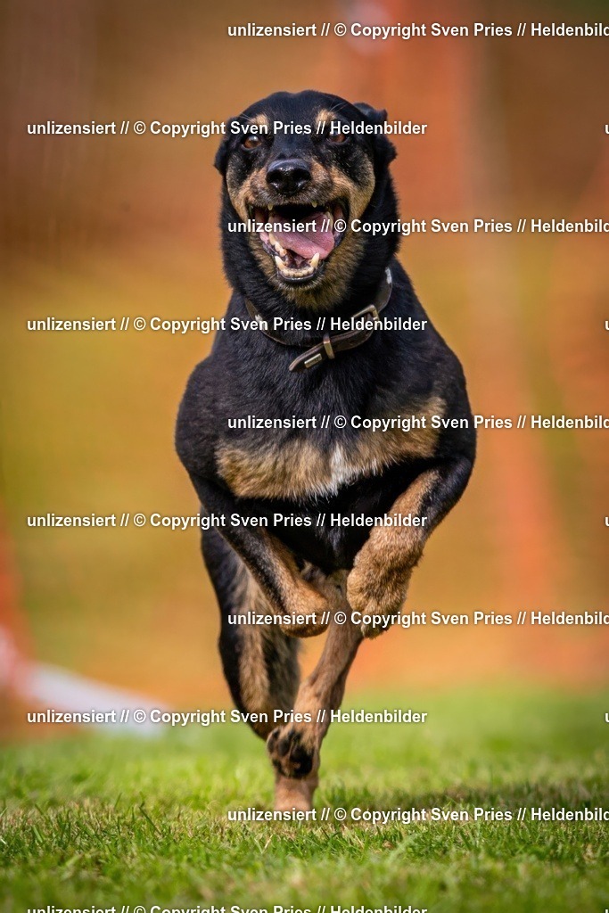 Sven Pries | 2024-09-22 - Hunderennen Baden-BadenPudelverein - Realisiert mit Pictrs.com