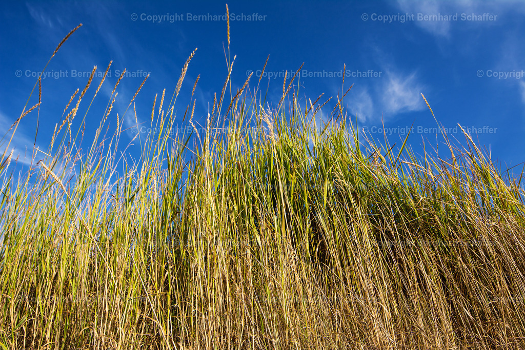 Grasbüschel | Graeser ragen in den blauen Himmel. - Realisiert mit Pictrs.com