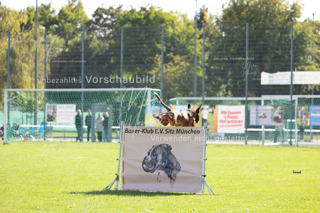 _16A5254 | Einzigartige Fotos von Hunden & Menschen –Actionfotos, Portraits, Vereinsaufnahmen & Paarshootings – authentisch, lebendig & mit Herz.