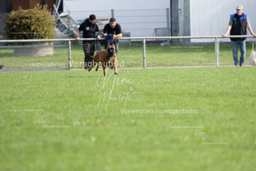 _16A5395 | Einzigartige Fotos von Hunden & Menschen –Actionfotos, Portraits, Vereinsaufnahmen & Paarshootings – authentisch, lebendig & mit Herz.
