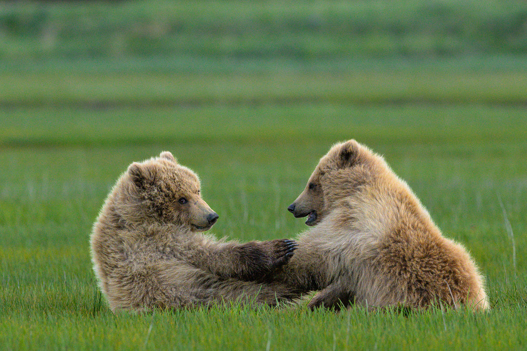 2025-444 | Junge Braunbären im spielerischen Zweikampf im Katmai National Park. - Realisiert mit Pictrs.com