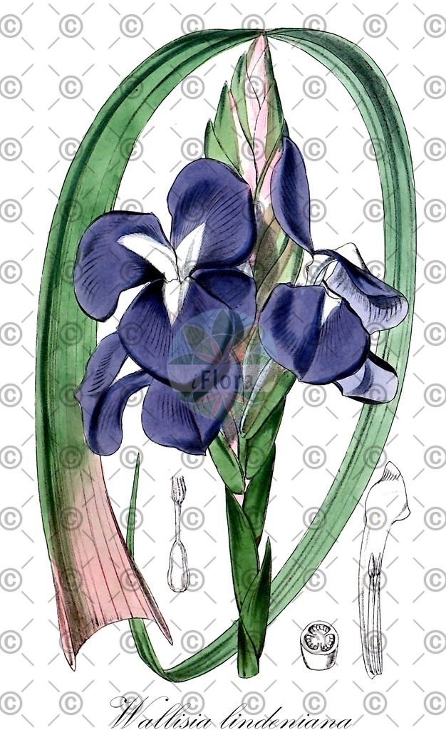 HistAbb_wfo-0000427365_1_ENZY_Simple | Historische Abbildung von Wallisia lindeniana - Bromeliaceae | Historical Illustration of Wallisia lindeniana - Bromeliaceae