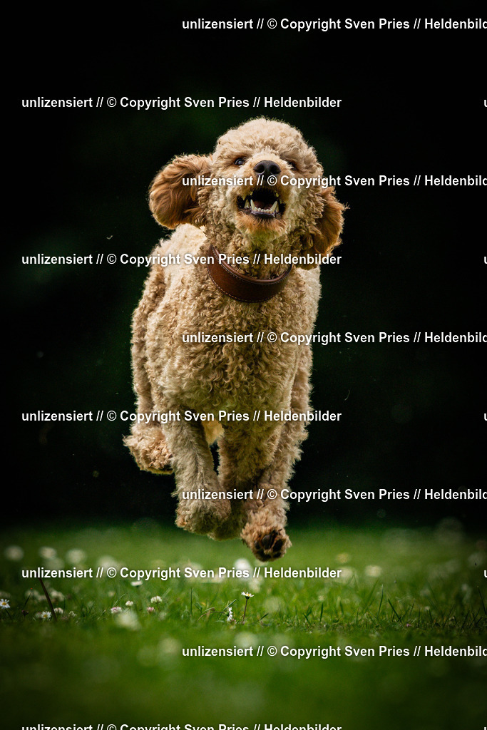 Sven Pries | 2025-05-29 - Pudelrennen KA-Durlach - Realisiert mit Pictrs.com