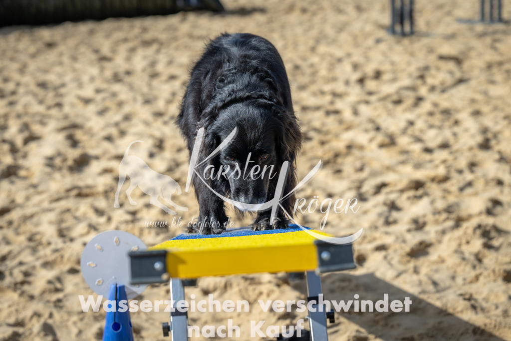 1437_ZZ91786 | kk-dogfotos