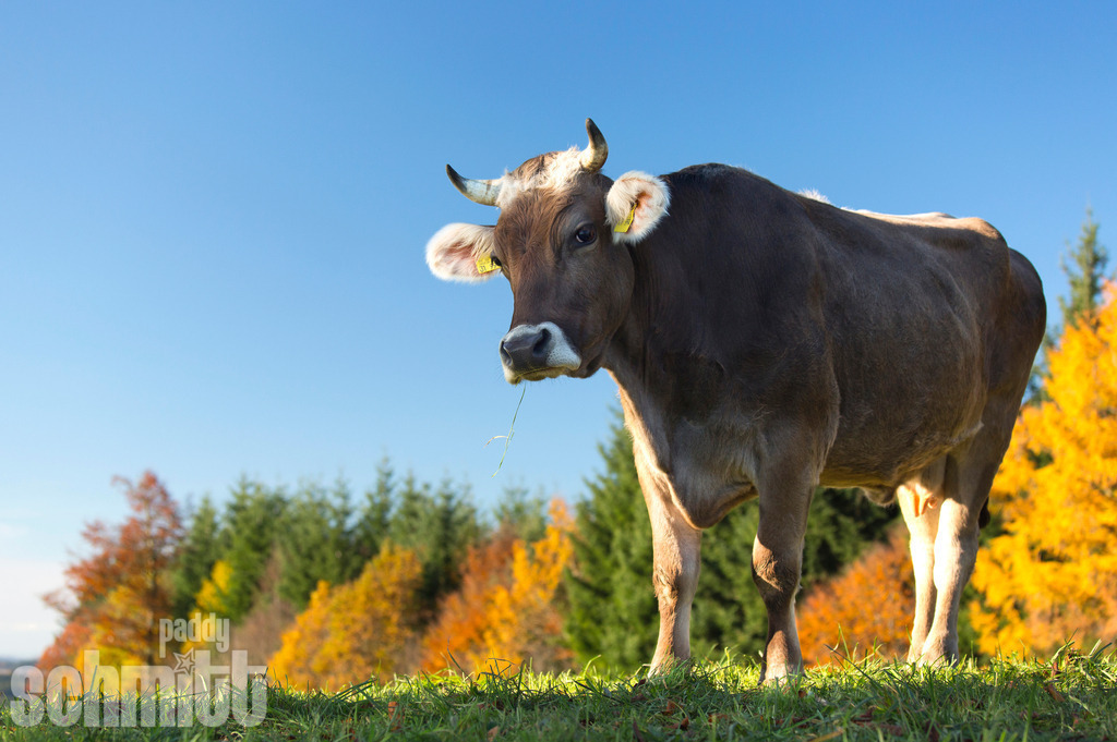 PS-Tiere-2026-47 | Entdecke die größte Bildgalerie der Region mit Fotografien aus dem Allgäu, der Bodenseeregion, Oberschwaben, dem Donautal und der Schwäbischen Alb. Landschaften, Luftaufnahmen und Reisefotografie als Wandbild und Fotokunst. - Realisiert mit Pictrs.com