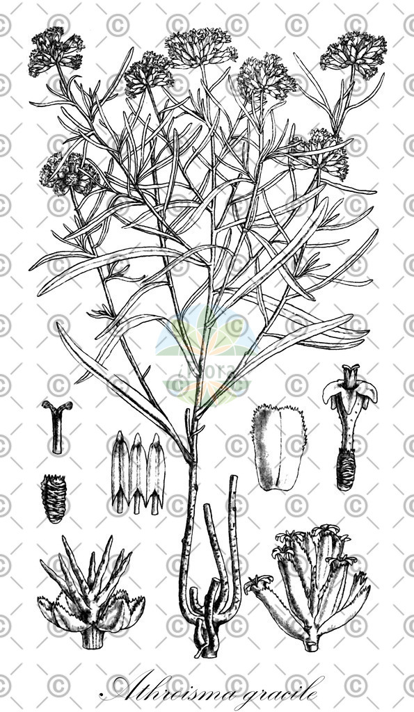 HistAbb_wfo-0000851253_1_ENZY_Simple | Historische Abbildung von Athroisma gracile - Asteraceae | Historical Illustration of Athroisma gracile - Asteraceae