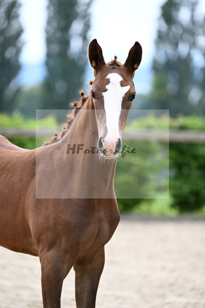 Kat-Nr. 3 Bastiano x Danone I_SF_Moser u Schuhmann_14250066 | hf-fotografie - Realisiert mit Pictrs.com