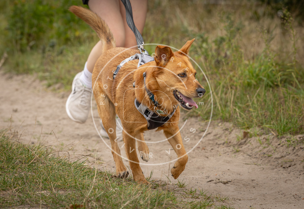 Pfotenfotografie_DV3A6938 | Hundefotografie, Tierfotograf, Pfotenfotografie, Fotoshooting Hund, Hunde Portrait, Hundesport, Hundeportraits, Heideshooting, Hunde, Sportfotograf, Hundefotograf, Turnierhundsport, THS,  - Realisiert mit Pictrs.com