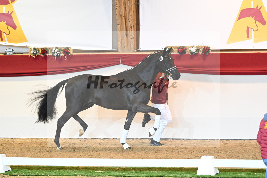 Kat-Nr. 52 Ferrantino_Gestuet Greim_1230212 | hf-fotografie - Realisiert mit Pictrs.com