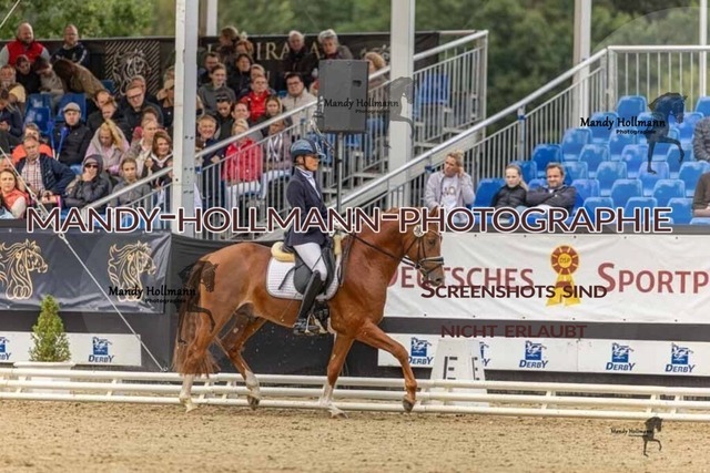 30-8-26 4j Hengste-326 | mandyhollmannphotographie