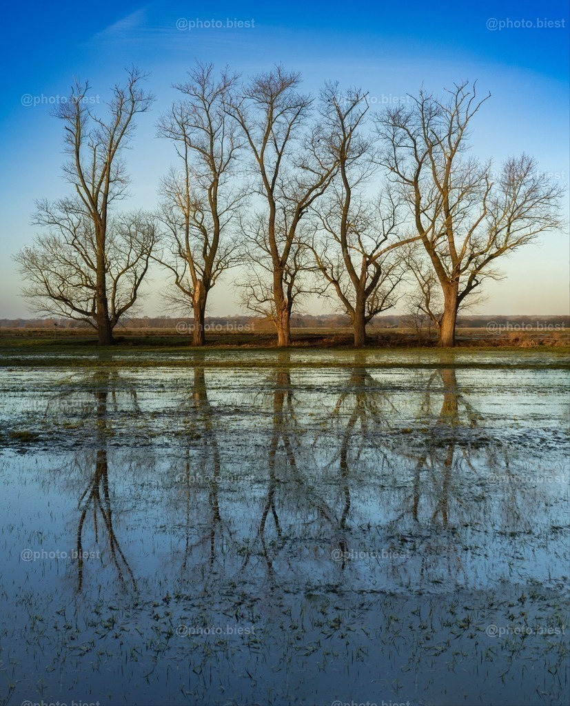 Die Fünf | Fünf Bäume an einem überschwemmten Feld. - Realisiert mit Pictrs.com