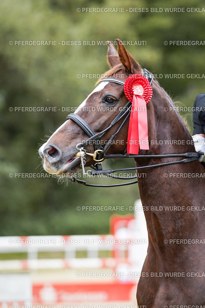 DSC02607 | Pferdegrafie