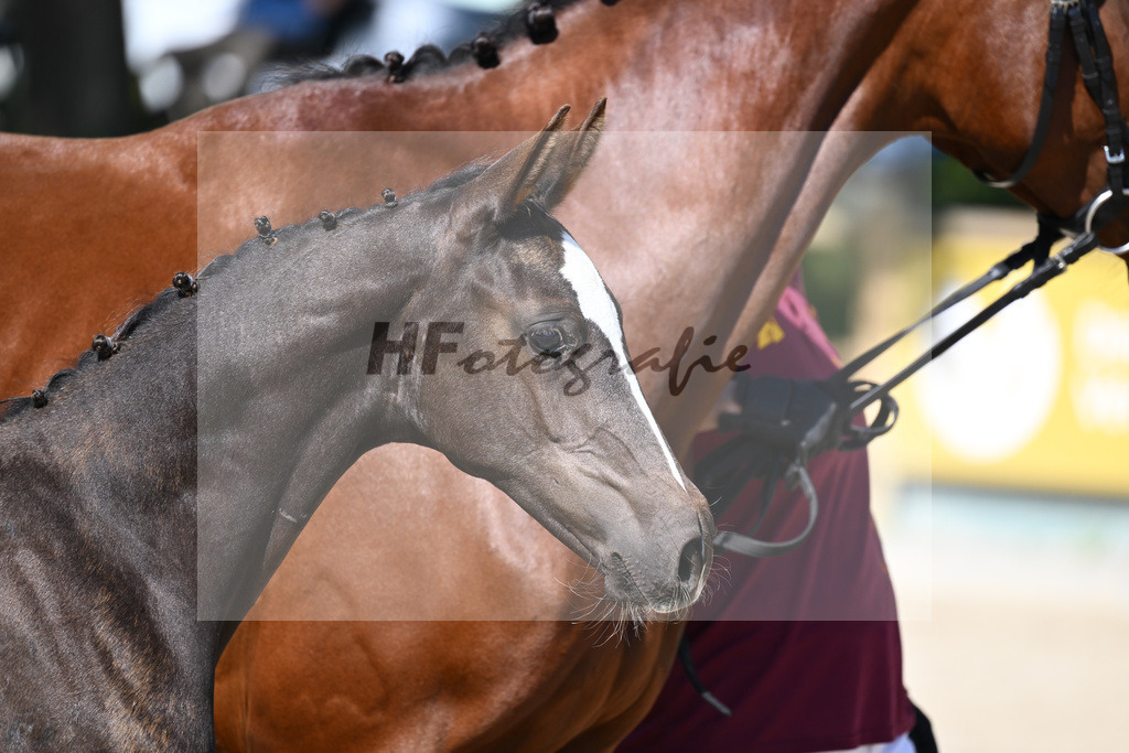 Praesentation Auktionsfohlen_36230238 | hf-fotografie - Realisiert mit Pictrs.com