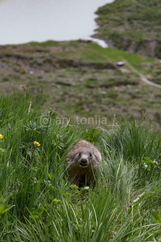 A.Trupina-48 | antonija-trupina - Realisiert mit Pictrs.com