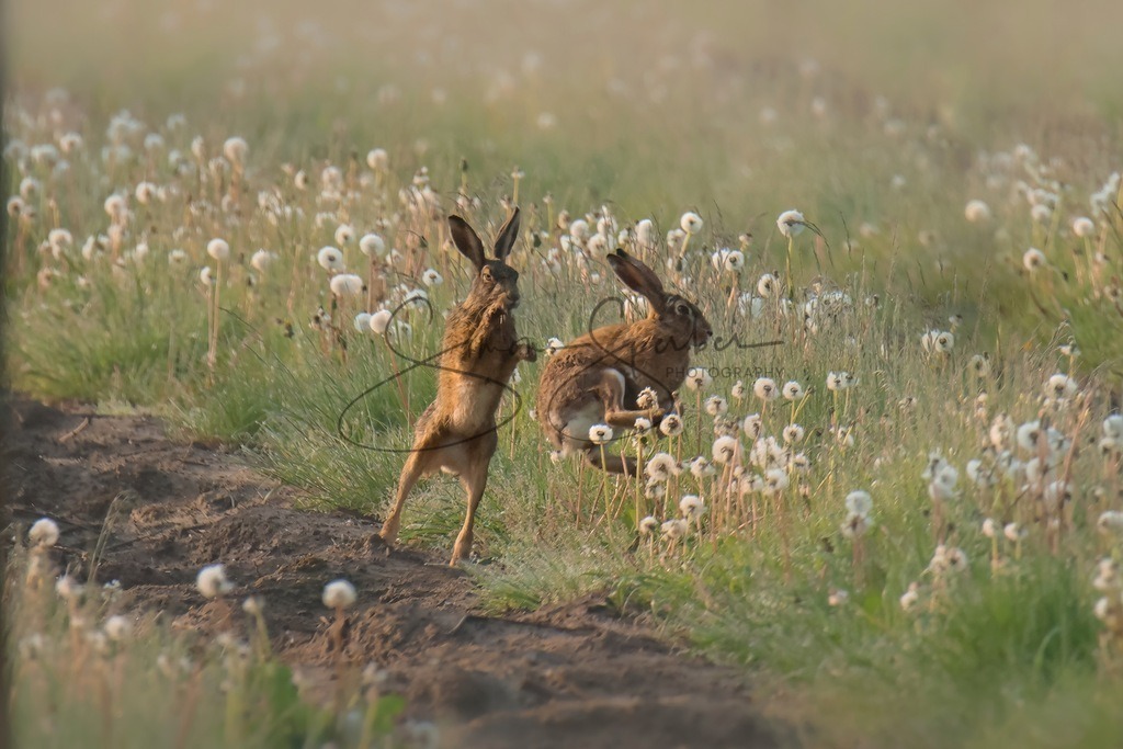 Feldhasen | Simone Sperber, svb-photography,Fotografin,Bilddesignerin,Naturfotografie,Macrofotografie,Tierfotografie,Wildtierfotografie,Ausstellungen,Auftragsfotografie,Kunst,Art,Photographer,Shootings,Bildberatbeitung,Galerie,Shop