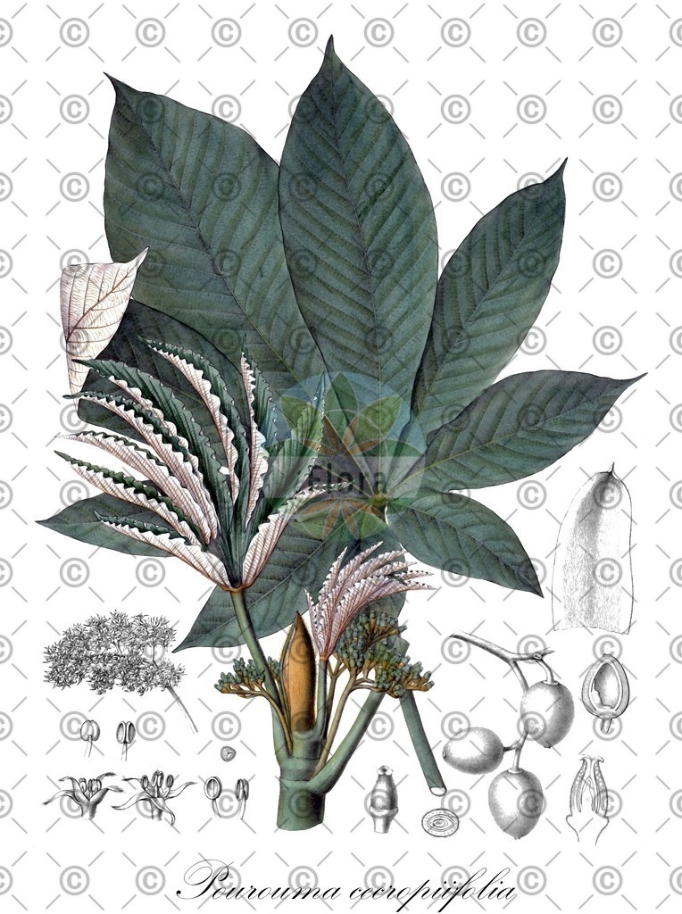 HistAbb_wfo-0000281543_1_ENZY_Simple | Historische Abbildung von Pourouma cecropiifolia - Urticaceae | Historical Illustration of Pourouma cecropiifolia - Urticaceae