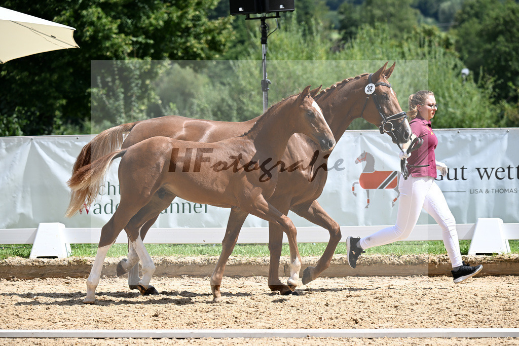 Kat-Nr. 32 Va Bene x De Niro_HF_Kornes_29250961 | hf-fotografie - Realizzato con Pictrs.com