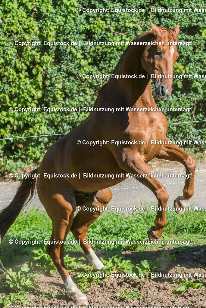 20160824_Wallache_auf_der_Koppel_0011 | Foto: Thomas Hartig