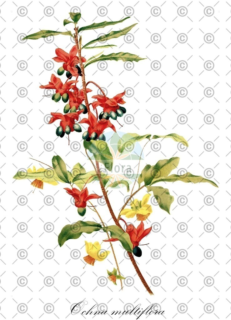 HistAbb_wfo-0000390582_1_ENZY_Simple | Historische Abbildung von Ochna multiflora - Ochnaceae | Historical Illustration of Ochna multiflora - Ochnaceae