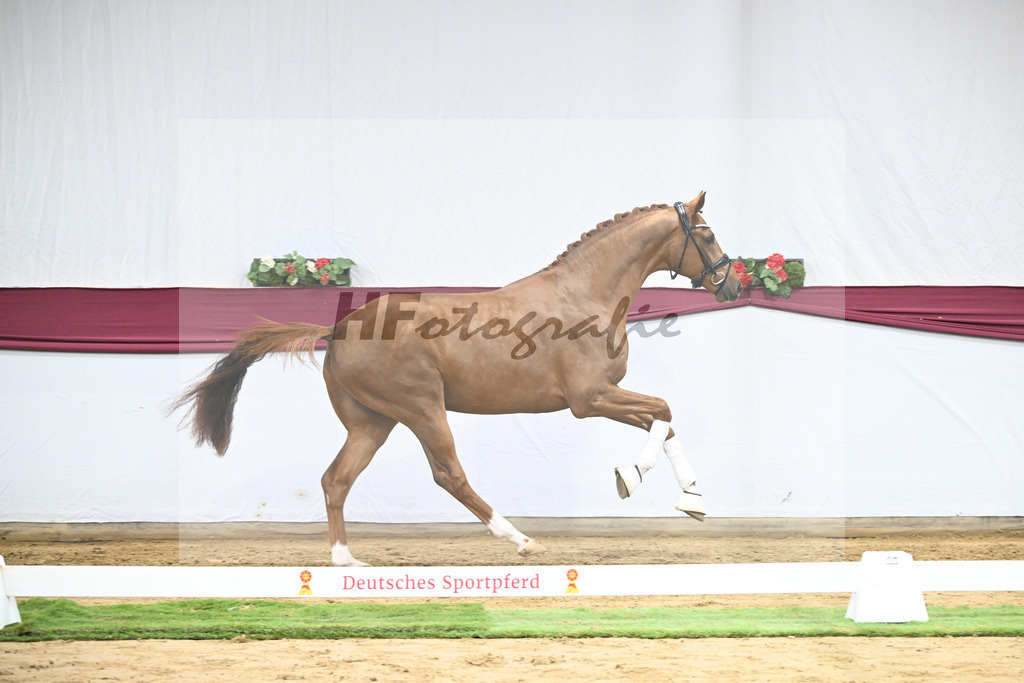 Kat-Nr. 62 Floricello x Zack_MH Pferdezucht u. -sport GmbH_47252381 | hf-fotografie - Realisiert mit Pictrs.com