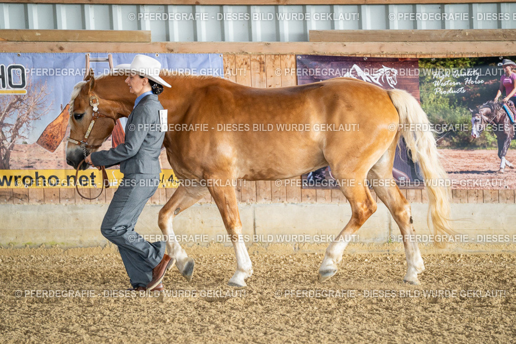 DSC07562 | Pferdegrafie