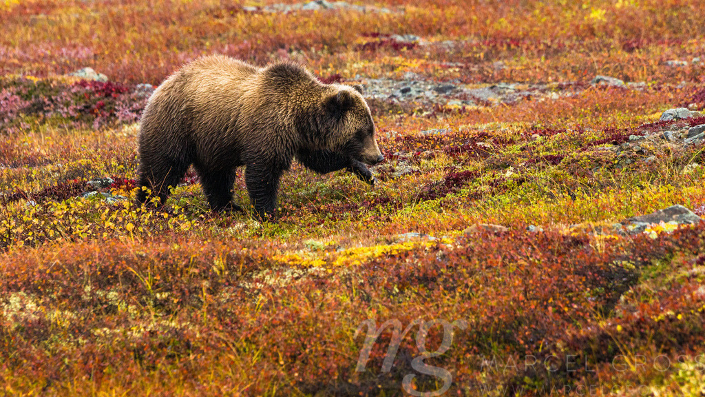 step by step | Awesome Grizzlybear in Northern Yukon - Realisiert mit Pictrs.com