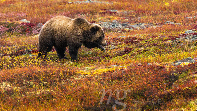 step by step | Awesome Grizzlybear in Northern Yukon - Realisiert mit Pictrs.com