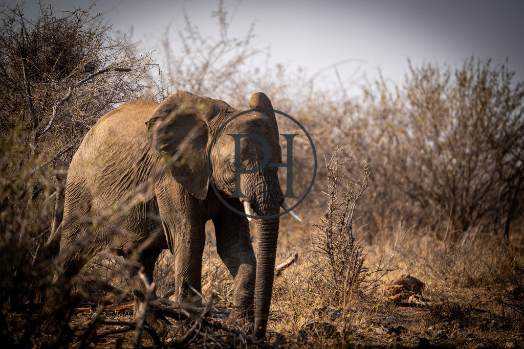 DSC07485 | Philipp-Heist - Realisiert mit Pictrs.com