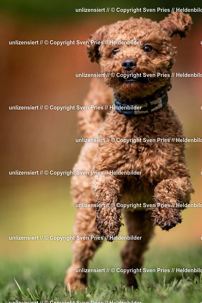 Sven Pries | 2024-04-21 - Hunderennen Baden-Oos
Foto: Sven Pries - Realisiert mit Pictrs.com