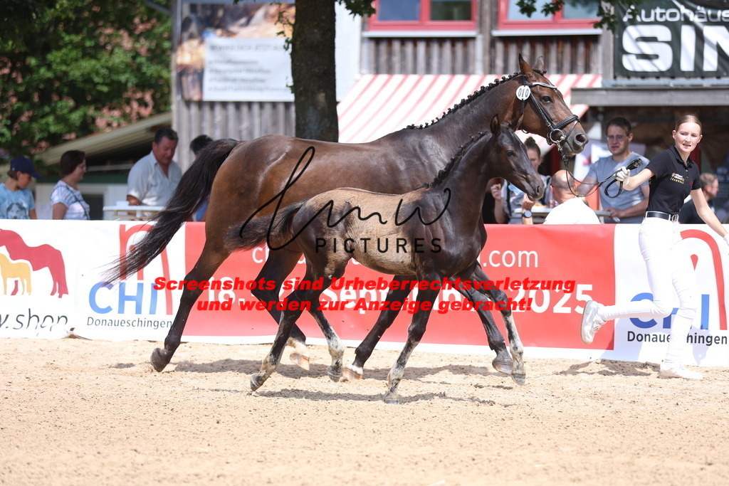 Fohlenschau_Schwäbisch_Hall_dressurbetonte_Fohlen_KN 10_14 | lmwpictures - Realisiert mit Pictrs.com